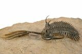 Trident Walliserops Trilobite - Exceptional Preparation #334856-1